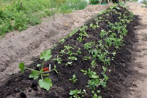 Nyanlagt hugelbed med tomater, squash, blomster, porrer og lidt ærter