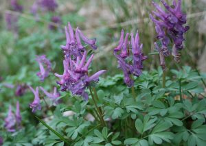 foto af hulrodet lærkespore, corydalis cava