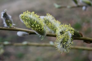 Nærbillede af pileblomst